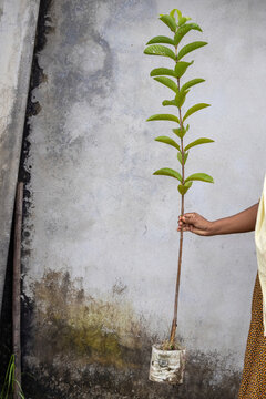 Young guava tree sapling growing in plastic polybag held by human hand. Perfect for fruit plant nursery, agricultural plantation, and gardening setup.