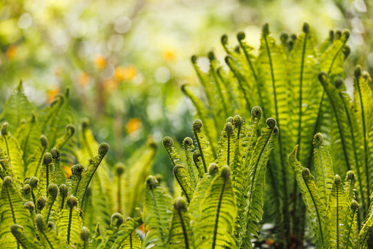Fern fiddleheads unfurling upward, vibrant lime and emerald green spiraling fronds, warm orange golden bokeh background, dynamic spring botanical photography