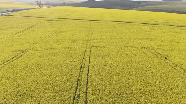 Aerial of bright yellow fields, canola