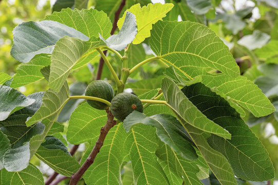 Branches of fig tree with green leaves and fruit. Ficus carica