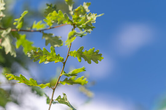 Bright green oak leaves dance in the gentle breeze under a clear blue sky inviting warmth on a sunny afternoon