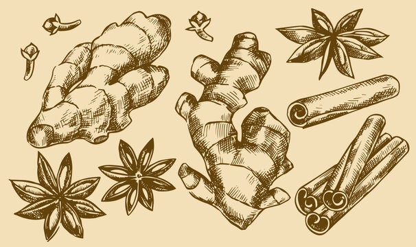 Spice set. Vintage sketch illustration: ginger root, cinnamon, anise.
