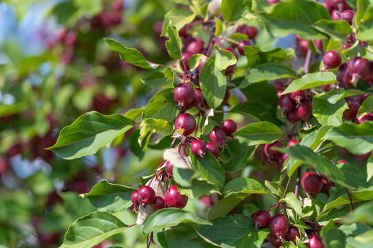 Ornamental crabapple tree displays vibrant red fruit against lush green leaves in a sunny garden setting