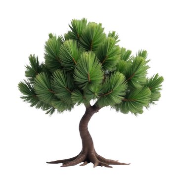 A single small pine tree against a white background