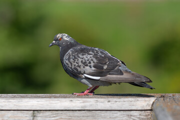 Obraz premium A majestic pigeon perched gracefully on a wooden railing under the bright sun