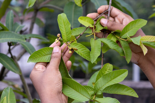 Person examining tiny guava fruit buds growing on green tree branch outdoors. Rooftop agriculture, plant cultivation, and fruit development concept.