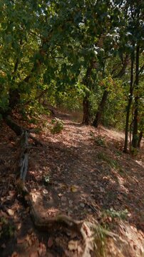 Vertical forest walk on a sunny autumn day, captured in 4K.