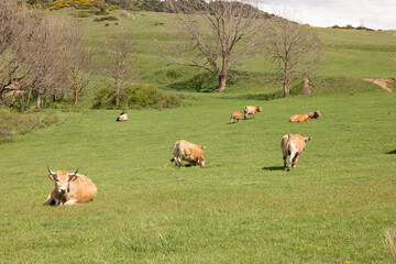 cows grazing in a field © marguerite