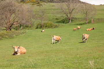 cows grazing in a field © marguerite