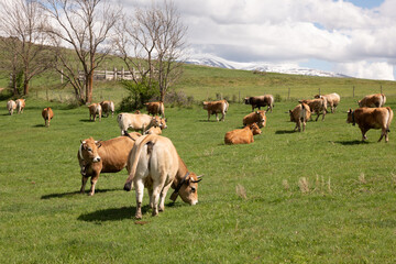 cows in the field © marguerite