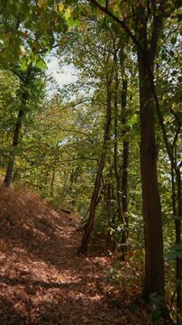 Vertical forest walk on a sunny autumn day, captured in 4K.