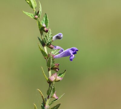 Scutellaria galericulata (marsh skullcap, common skullcap, hooded skullcap) wild flowering plant