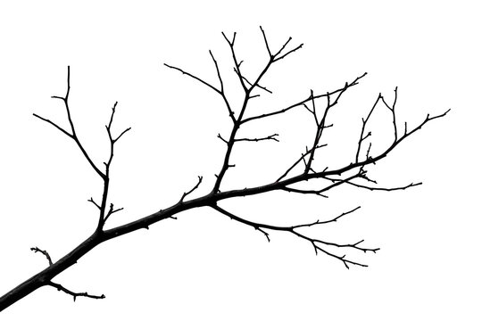 Dark bare tree branch with angular twigs