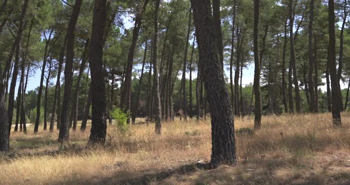 Dense woodland with numerous pine trees standing on dry, yellow grass. Sunlight filters through the canopy, casting shadows across the ground