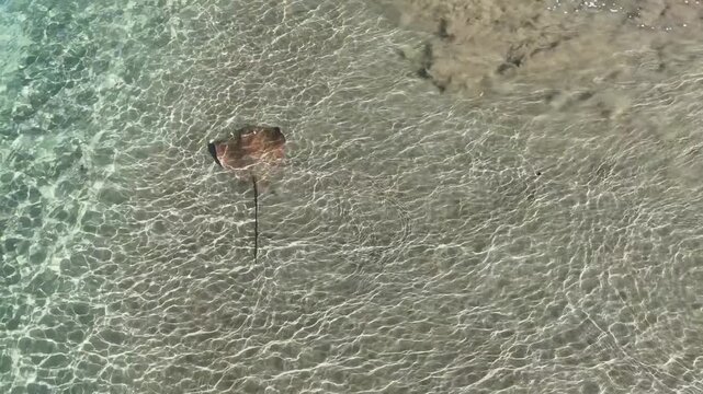 Stingray swimming in shallow waters at Cabuyal Beach, Costa Rica