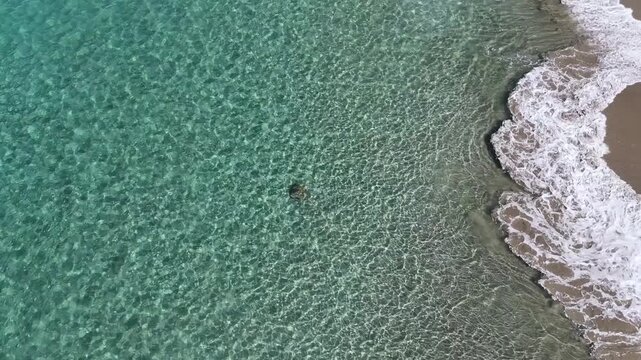 Stingray swimming in shallow waters at Cabuyal Beach, Costa Rica