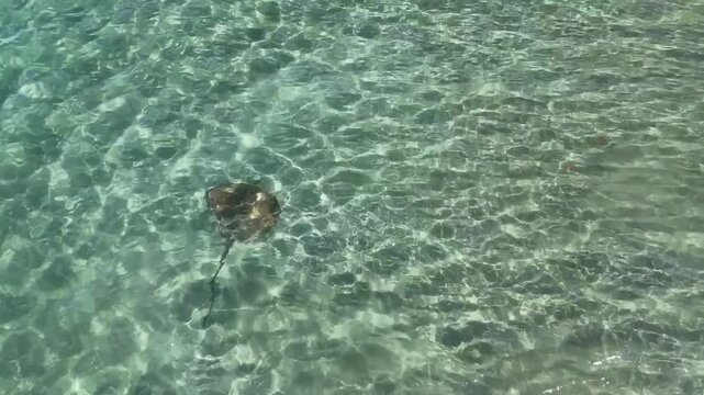 Stingray swimming in shallow waters at Cabuyal Beach, Costa Rica