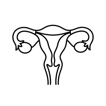 Font specimen human female uterus reproductive system line art vector icon illustration as transparent PNG