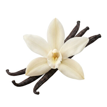 Font specimen vanilla flower blossom with dried pods on transparent background