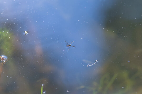 Water strider gracefully skating across the serene surface of a tranquil pond under bright sunlight