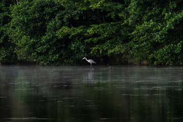 Czapla siwa (Ardea cinerea) brodząca w porannej mgle na brzegu spokojnego jeziora. Poranny pejzaż wodny, obserwacja ptaków, dzika fauna i ochrona naturalnych terenów podmokłych w Polsce. © Henryk Niestrój