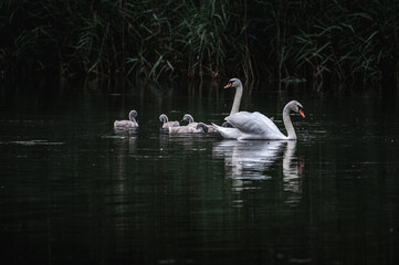 Rodzina łabędzi niemych (Cygnus olor) z młodymi na spokojnej tafli jeziora o zmierzchu. Ochrona gatunkowa, naturalne siedlisko wodne, dzika fauna i bioróżnorodność w polskich akwenach. © Henryk Niestrój