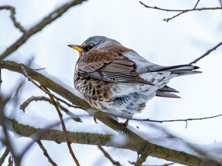 Kwiczoł (Turdus pilaris) siedzący na oszronionej gałęzi drzewa zimą. Ornitologia, dokarmianie ptaków, obserwacja przyrody, birdwatching i adaptacja gatunków do zimowych warunków w Polsce. © Henryk Niestrój