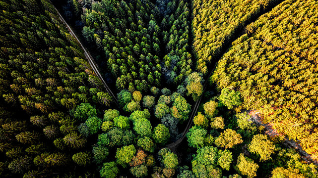 Aerial view of a winding forest path cutting through dense coniferous trees with vibrant golden sunlight illuminating the canopy in Germany.