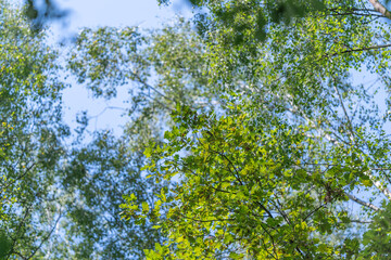 Fototapeta premium Bright green leaves dance under a clear blue sky in a serene and lively forest atmosphere