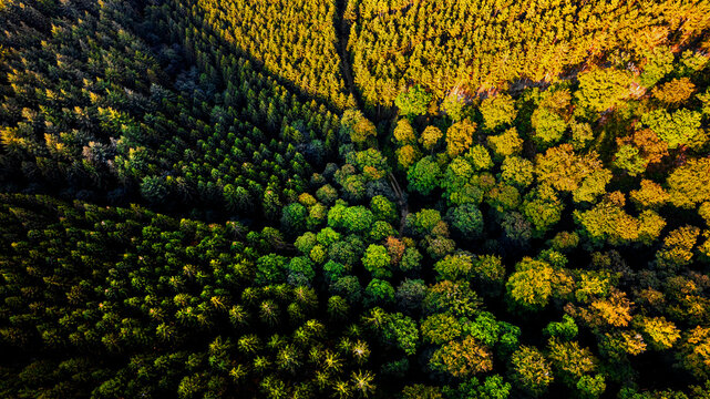 Aerial view of a mixed forest with dense canopies displaying vibrant shades of green and golden foliage in Germany.