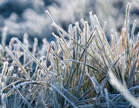 close up of frozen blades of grass