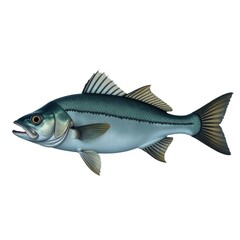 Fototapeta premium A fish stands upright on a white surface
