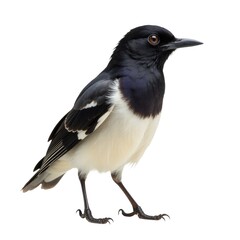 Fototapeta premium A black and white bird stands on a white surface, simple yet striking composition