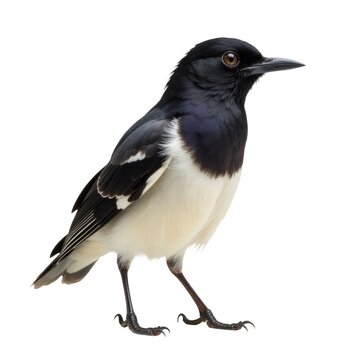 A black and white bird stands on a white surface, simple yet striking composition