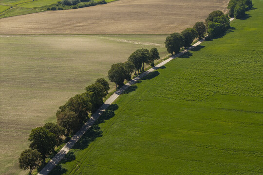 Aerial view of a rural road lined with trees dividing green fields and agricultural land in Poland.