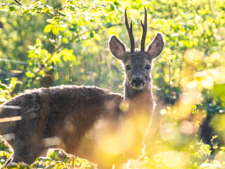 Młody kozioł sarny (Capreolus capreolus) w parostkach w promieniach letniego słońca. Ochrona przyrody, fauna Polski, bioróżnorodność i ekologia w malowniczym leśnym otoczeniu. © Henryk Niestrój