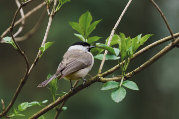 Sikora uboga (Poecile palustris) na gałązce w lesie. Dzikie ptaki w środowisku naturalnym, symbol czystej natury i bioróżnorodności. © Henryk Niestrój