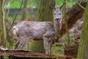 Sarna europejska (Capreolus capreolus) w naturalnym środowisku leśnym wiosną. Zdjęcie przedstawia zmieniającą się okrywę włosową zwierzęcia, doskonałe do celów edukacyjnych i biologicznych. © Henryk Niestrój
