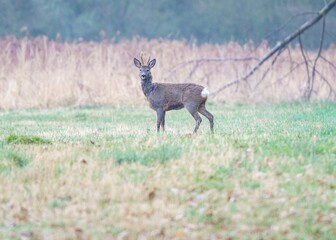 Sarna europejska (Capreolus capreolus) stojąca na polskiej łące w naturalnym środowisku. Dzika przyroda, ochrona środowiska i bioróżnorodność w obliczu zmian klimatycznych oraz ekologii.