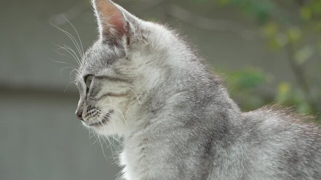 Cat Portrait, Grey, Fluffy, Close-up photo of a grey fluffy cat looking to the left.