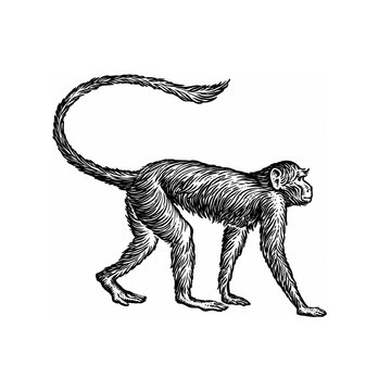 walking monkey