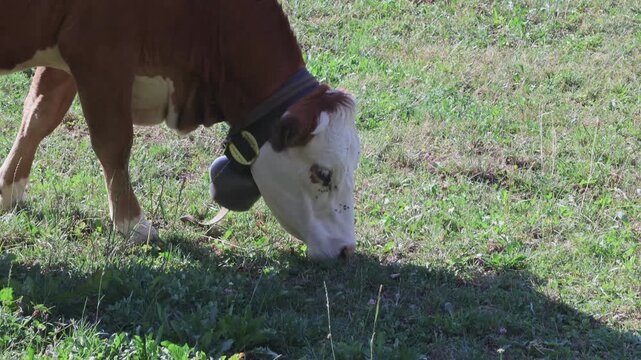 Vache broutant paisiblement seule dans un champ verdoyant &agrave; la campagne. Vid&eacute;o 4K illustrant l&rsquo;&eacute;levage bovin, l&rsquo;agriculture, le p&acirc;turage, la production laiti&egrave;re et la vie rurale dans un environnement 
