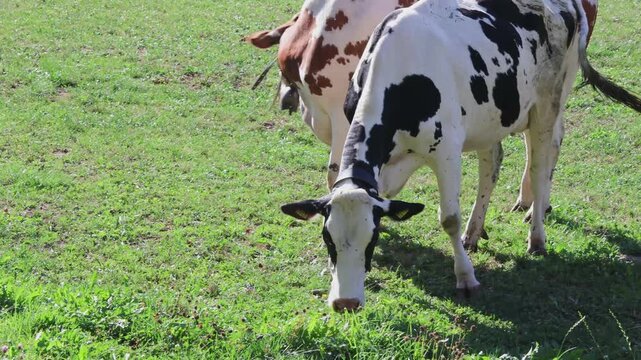 Deux vaches broutant paisiblement dans un champ verdoyant &agrave; la campagne. Vid&eacute;o 4K illustrant l&rsquo;&eacute;levage bovin, l&rsquo;agriculture, le p&acirc;turage, la production laiti&egrave;re et la vie rurale dans un environnement 