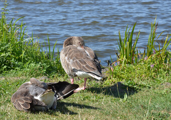 Gänse am Wasser - Steinhuder Meer © alisseja