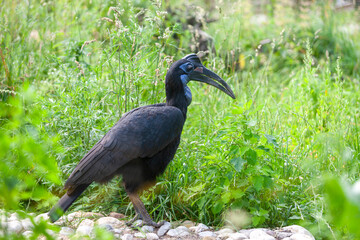 Abyssinian Ground Hornbill (Bucorvus abyssinicus) Standing in Lush Green Vegetation © Eleonora