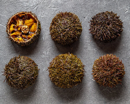 Pacific Sea urchins on gray background with lemon