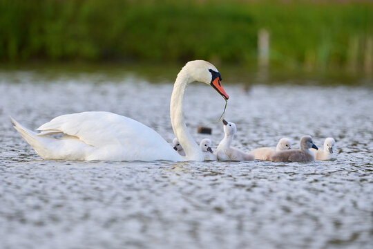 Mute Swans with cygnets on a lake eating vegetation ( Cygnus Olor )
