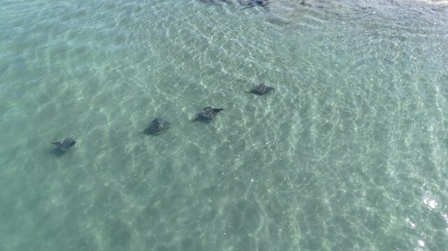 Group of devil rays swimming in shallow waters at Cabuyal Beach, Costa Rica