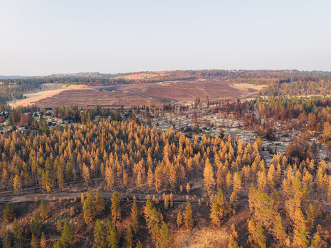 Aerial view of the aftermath of a wildfire showing scorched pine trees and burnt forest landscape surrounding a residential area in Spokane, Washington, United States.