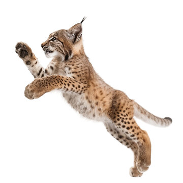 Jumping lynx kitten playing isolated on transparent background PNG element